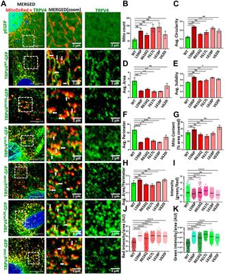 TRPV4 regulates osteoblast differentiation and mitochondrial function that are relevant for channelopathy